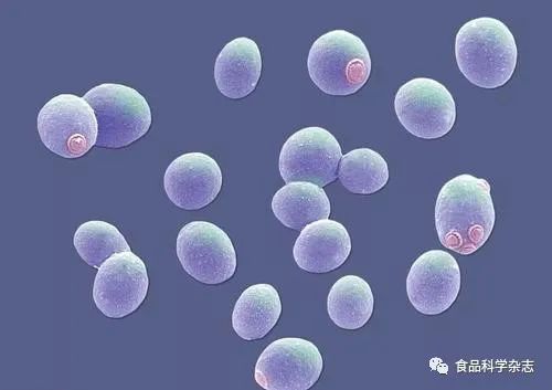 酵母 自然界中默默守護的微生物衛士